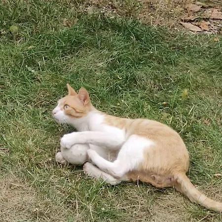アパート Casa Sole E Gatti,